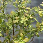 Čučoriedka kanadská (Vaccinium corymbosum) - čučoriedkové TRIO 3v1, výška 80-100 cm, kont.C15L